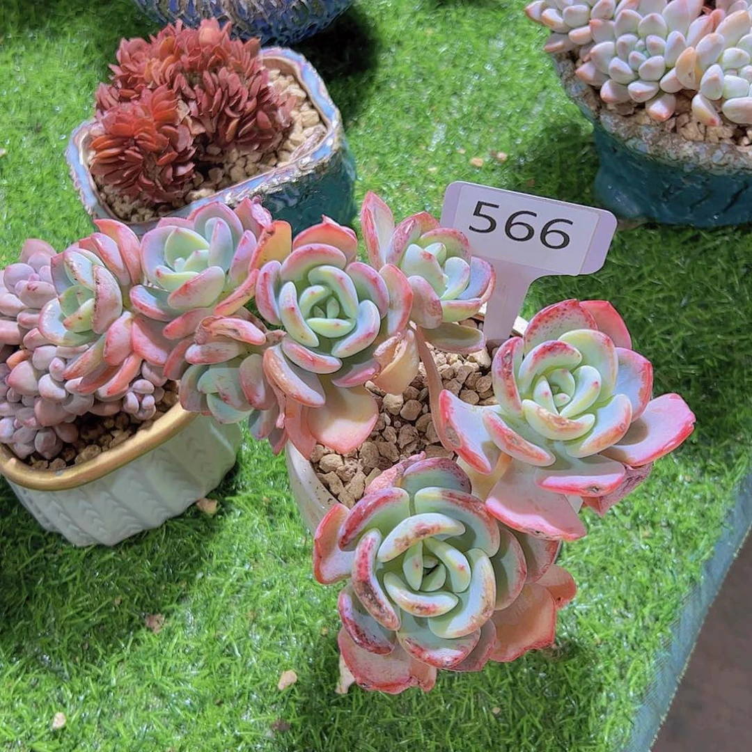 可****丽566白月光微瑕15元元