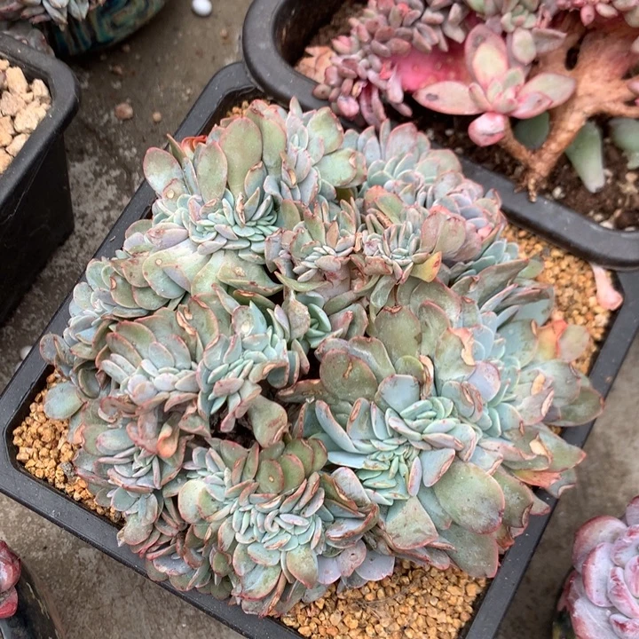 多肉植物布鲁蓝缀化