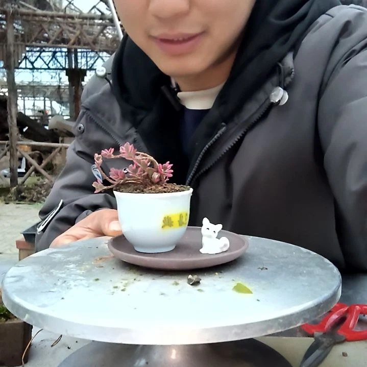 茹小盆景小植物一物一拍167