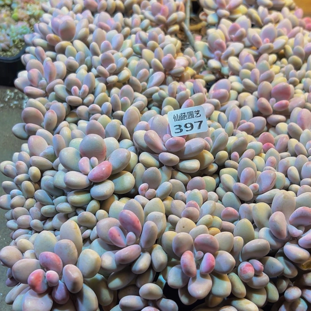 397吃吃吃惺惺相惜出差出