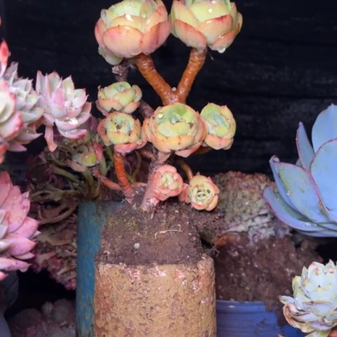 方多肉植物等植物