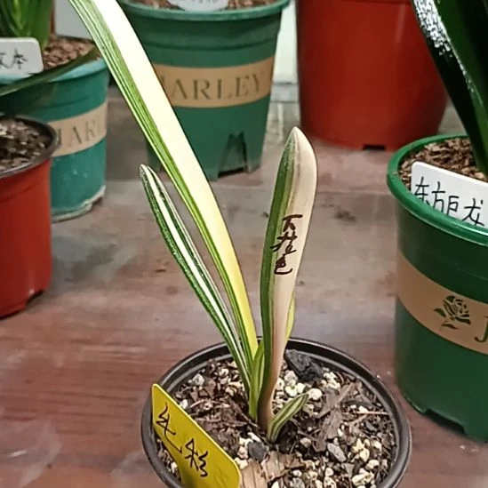 可***人完全开放