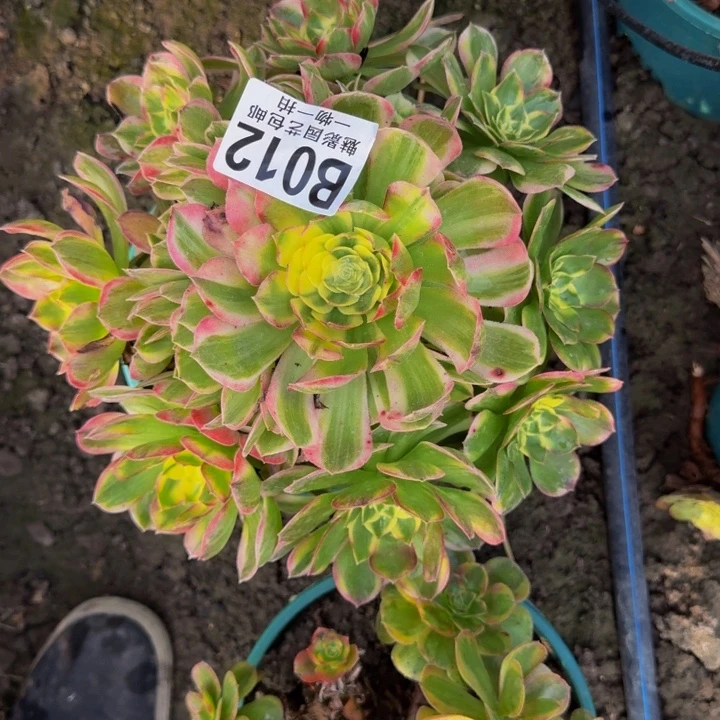 海鲜花30-10包邮花花