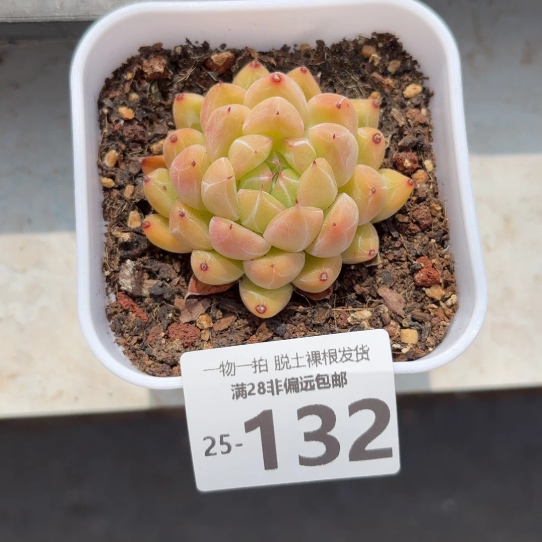 冰山珍妮单头多肉多肉多肉