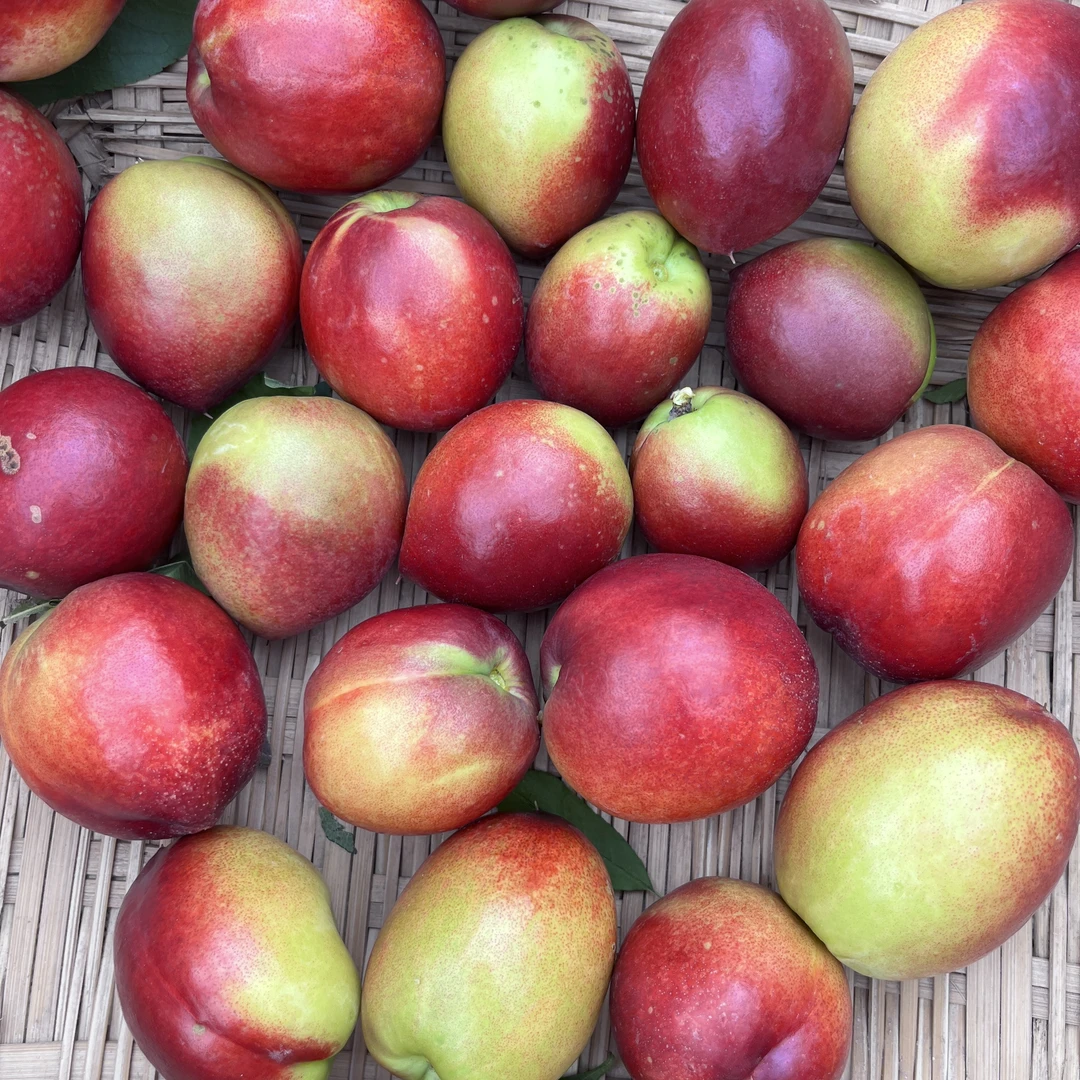 神农架老乡自种高山油桃3斤 顺丰包邮