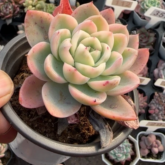 192粉色维拉锦多肉植物多