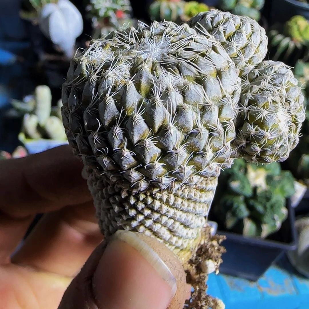 银牡丹414自根的