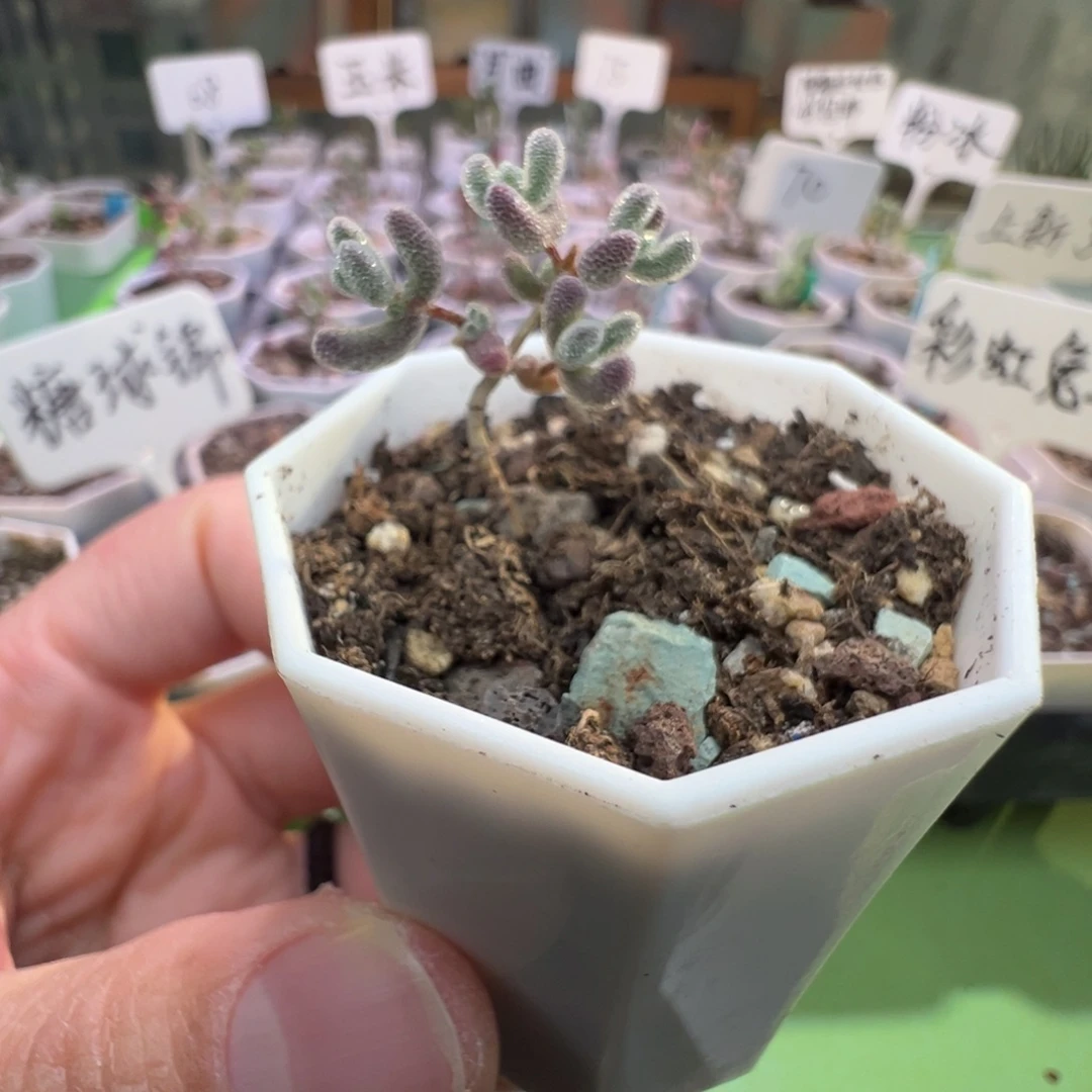 造型，1805实生粉冰晶，一年多，拍下不退不换