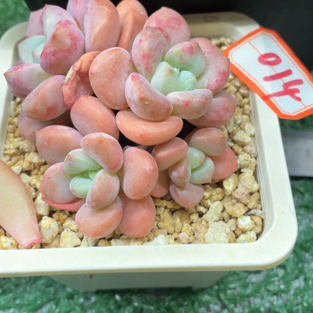 014 一物一28包邮非偏远