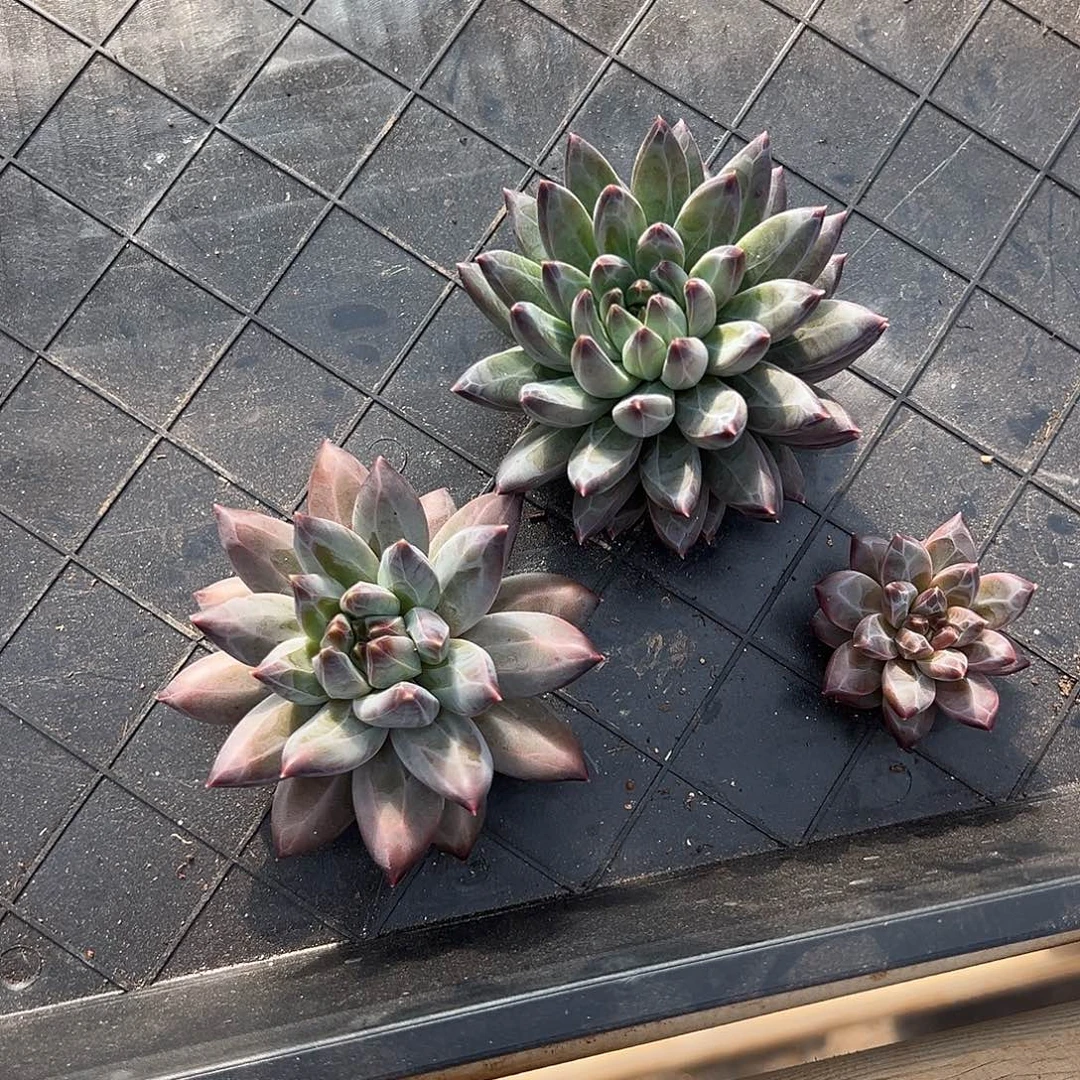 妗***衿暗纹个体三个1111