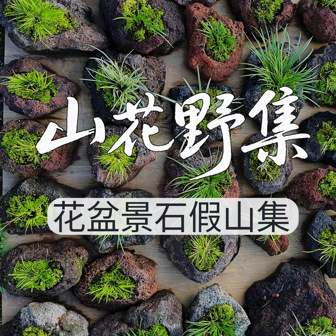 云南腾冲天然火山岩花盆透气滤水兰花盆多肉石斛菖蒲盆园艺绿植