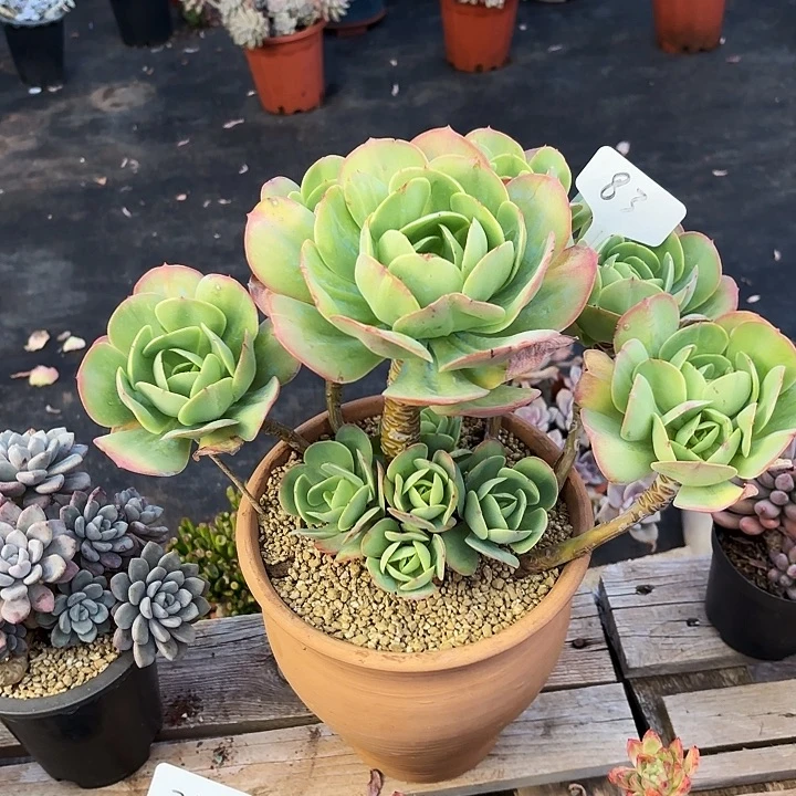 多肉植物，鸡蛋碧桃83号