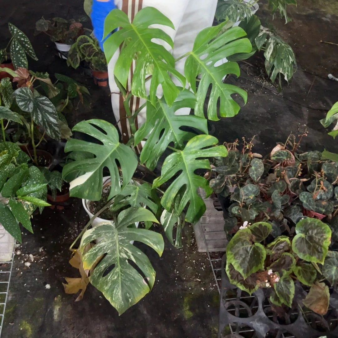 让***样完全开放一物一拍