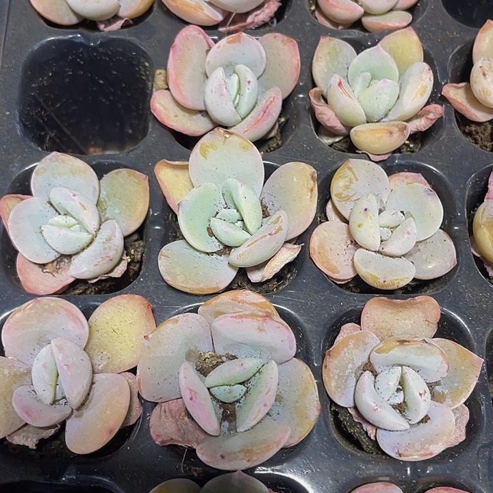 小奶茶1元带土发