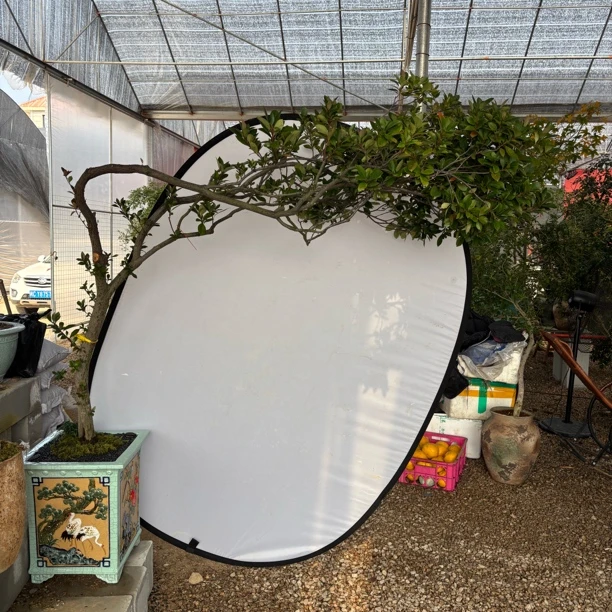 时光｜海岛春花 七字飘枝精品意境盆景