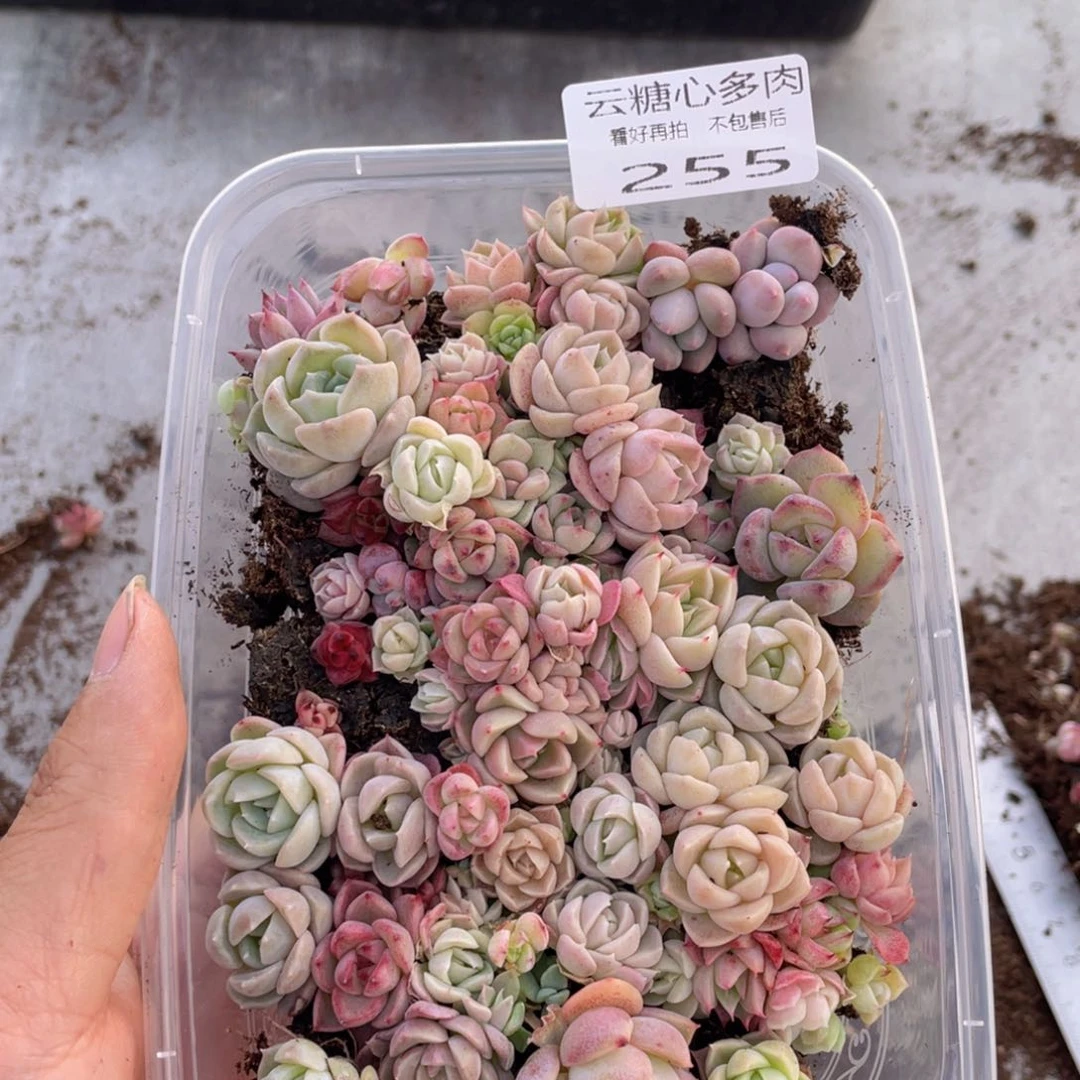 云糖心多肉植物255