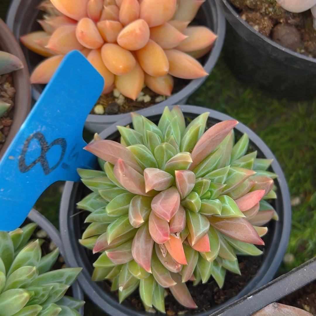 北***?福利来了来了来了