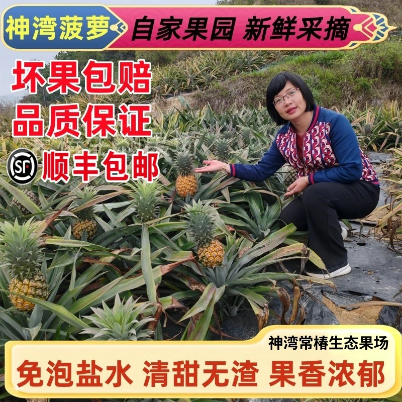 正宗神湾菠萝 中山特产新鲜水果自产自销香甜爽口