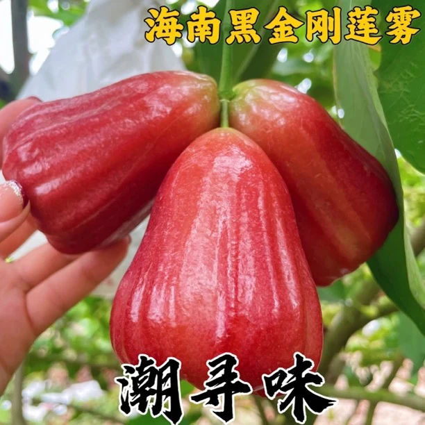 【顺丰空运】海南黑金刚莲雾酥脆化渣多汁