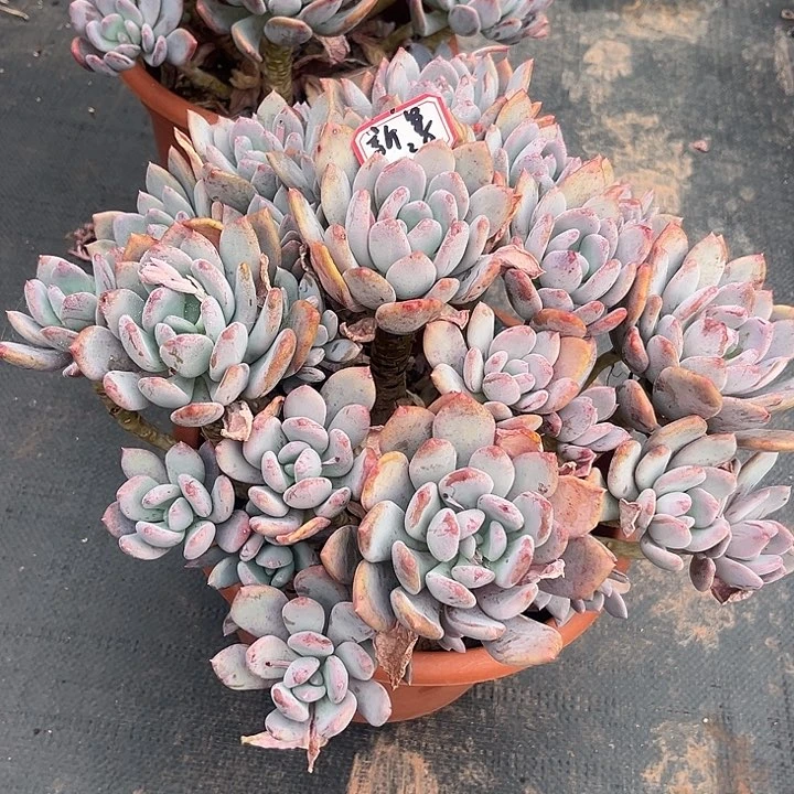 多肉新*灰姑娘12345