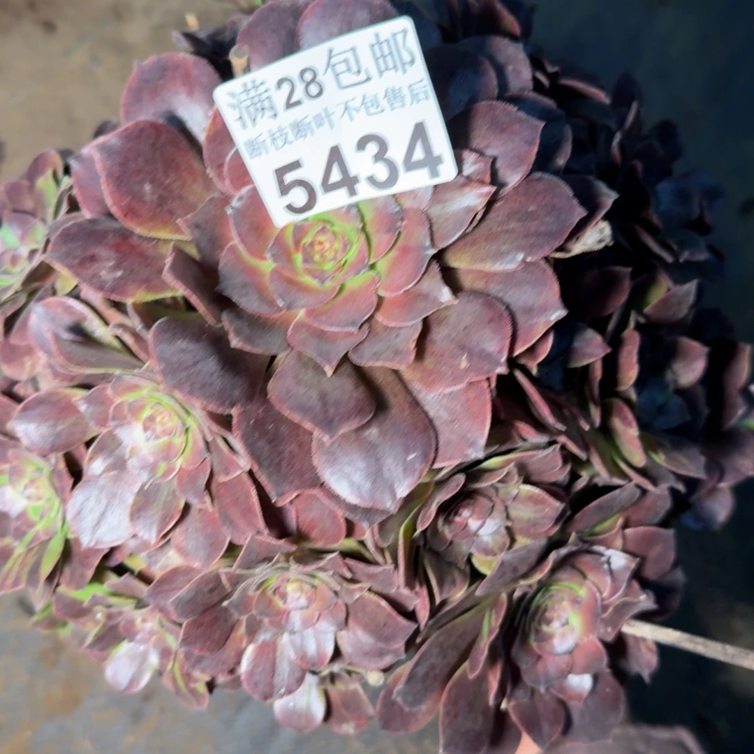 5434脸普多肉植物