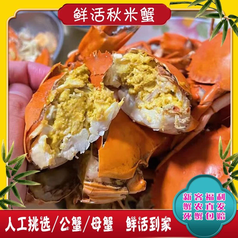 （1件1只）野生秋米青蟹鲜活膏蟹公蟹母蟹包活新鲜食用青蟹顺丰包邮
