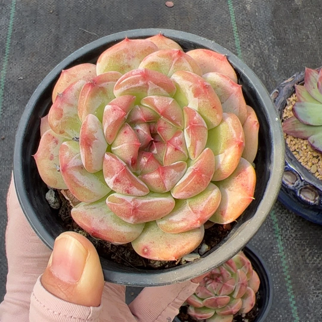 吉***堡020多肉植物组合盆栽