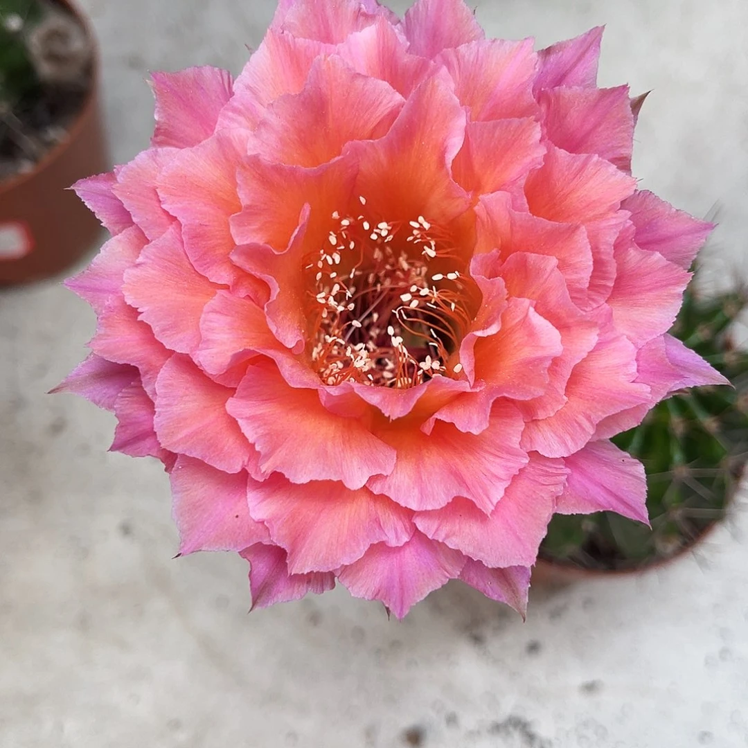 彩草58号7-8公分左右