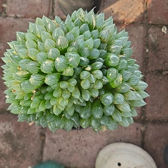 黑姬玉露群一颗多肉植物