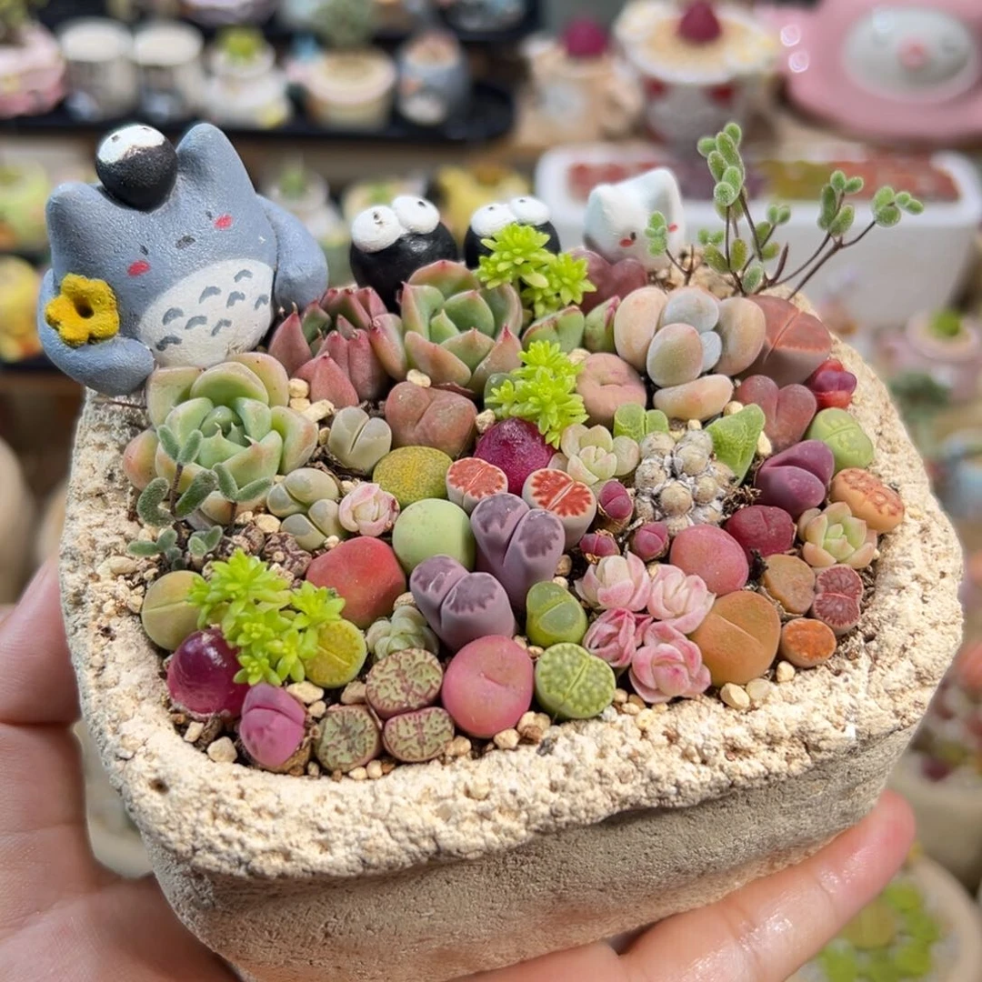 多肉植物12号龙猫花海