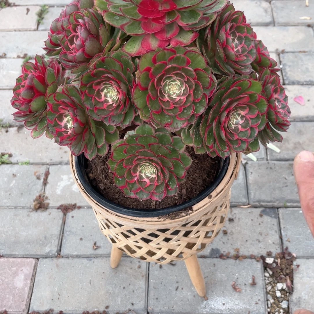 粉花妖老桩手捧118