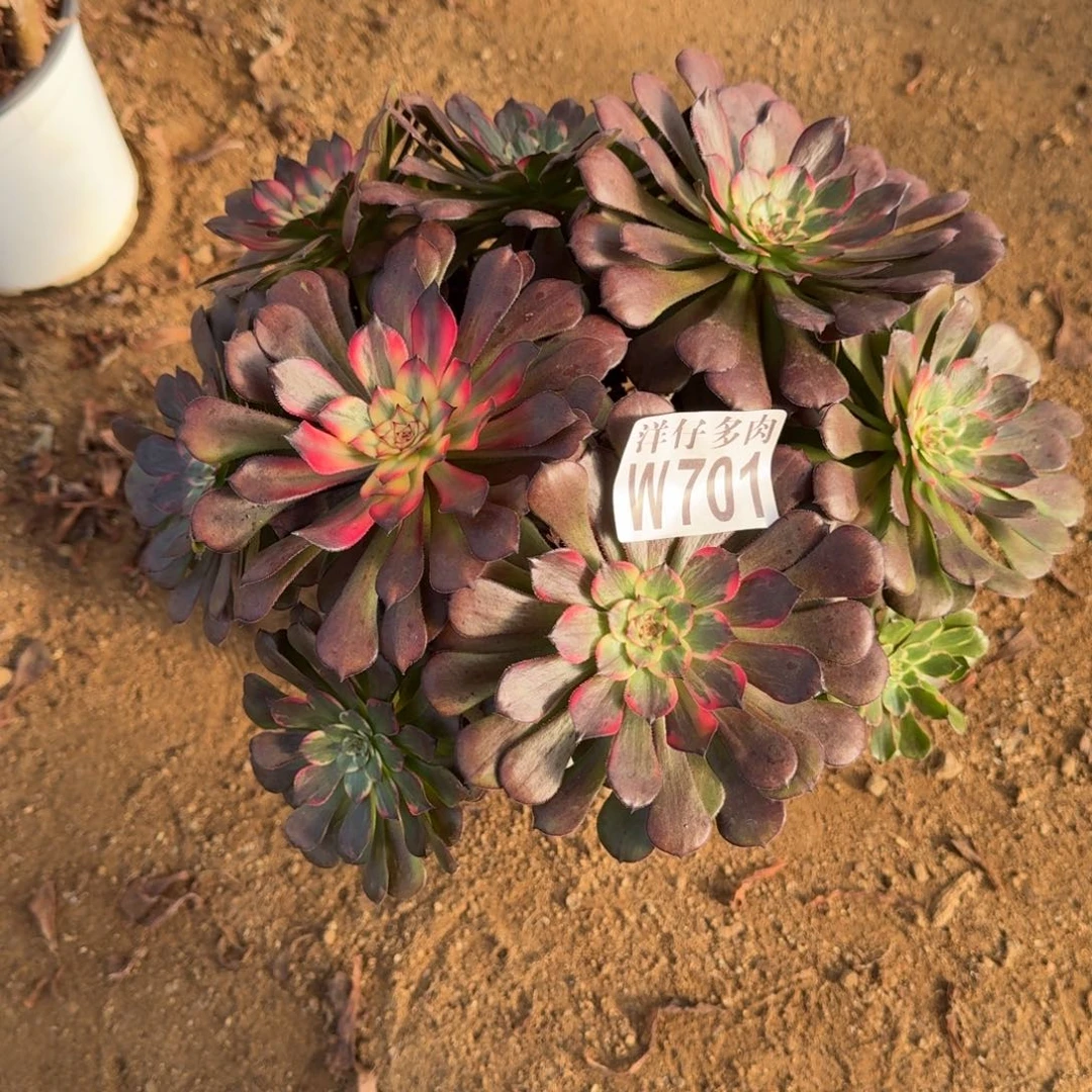 701烟花官服25左右2