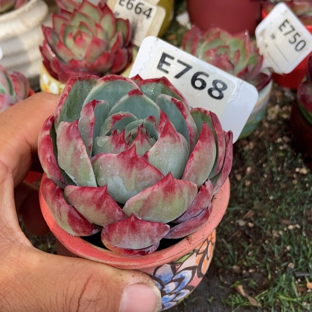 幸***✨惊鸿一瞥768号多肉