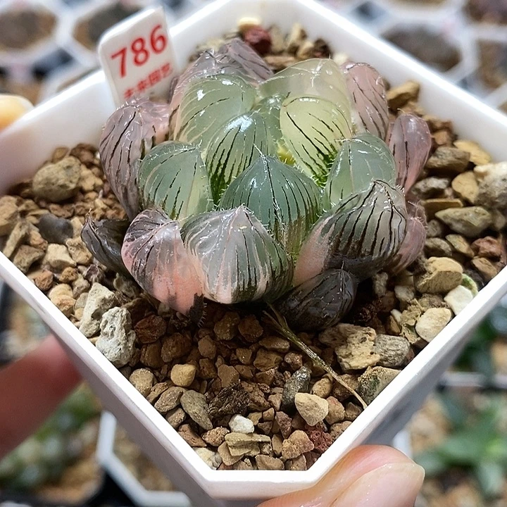 786巨大赤县玉露锦一物一拍
