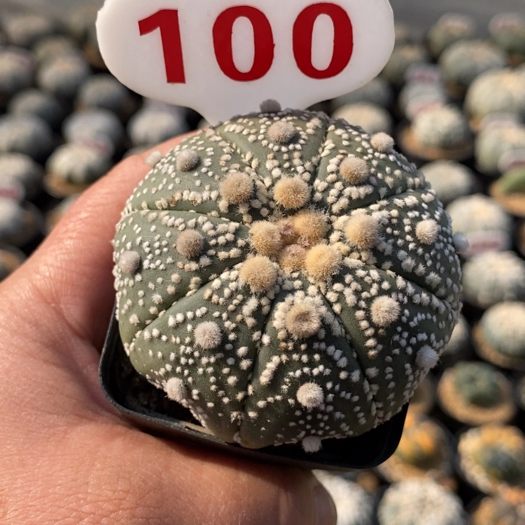 100花园基因福利福利