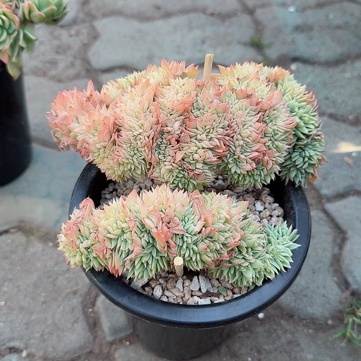 三色堇缀化多肉植物