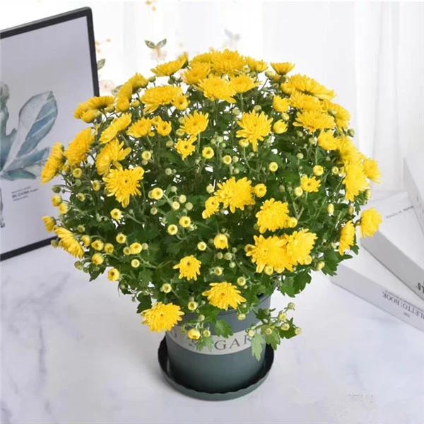 【带花苞发货】菊花盆栽菊花花期鲜花清明节菊花盆栽花期鲜花庭院