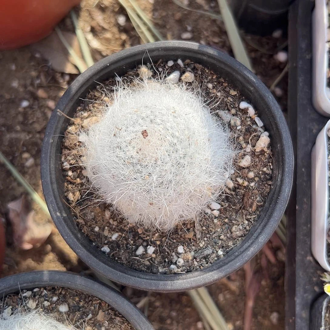 多肉植物雪袁玉翁