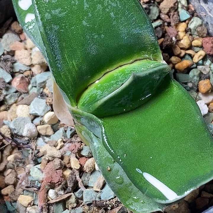 不带盆脱土裸根发货