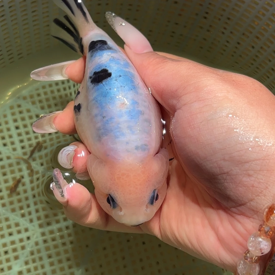 灯***亮金鱼拍包装包邮，不拍包装运费到付