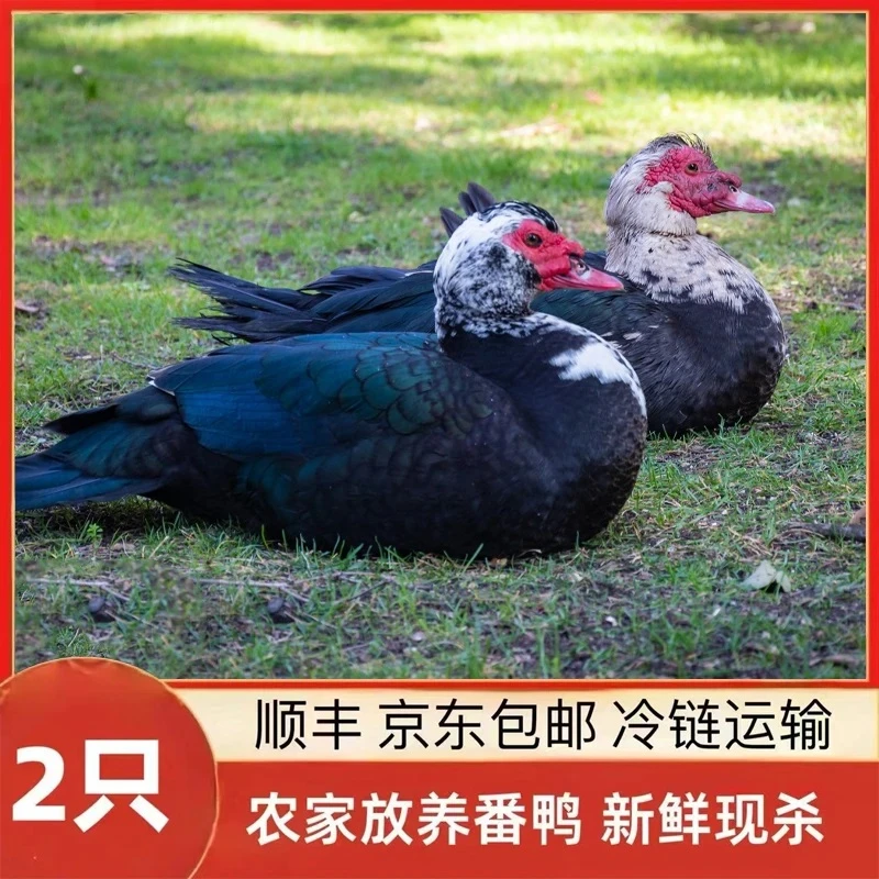 【番鸭】放养2只8-9斤发货新鲜现杀发货老鸭子农家黑番鸭鸳鸯西洋鸭