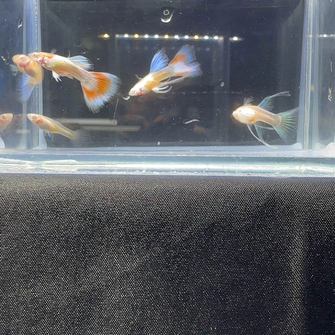 孔雀鱼关注主播可以竞拍