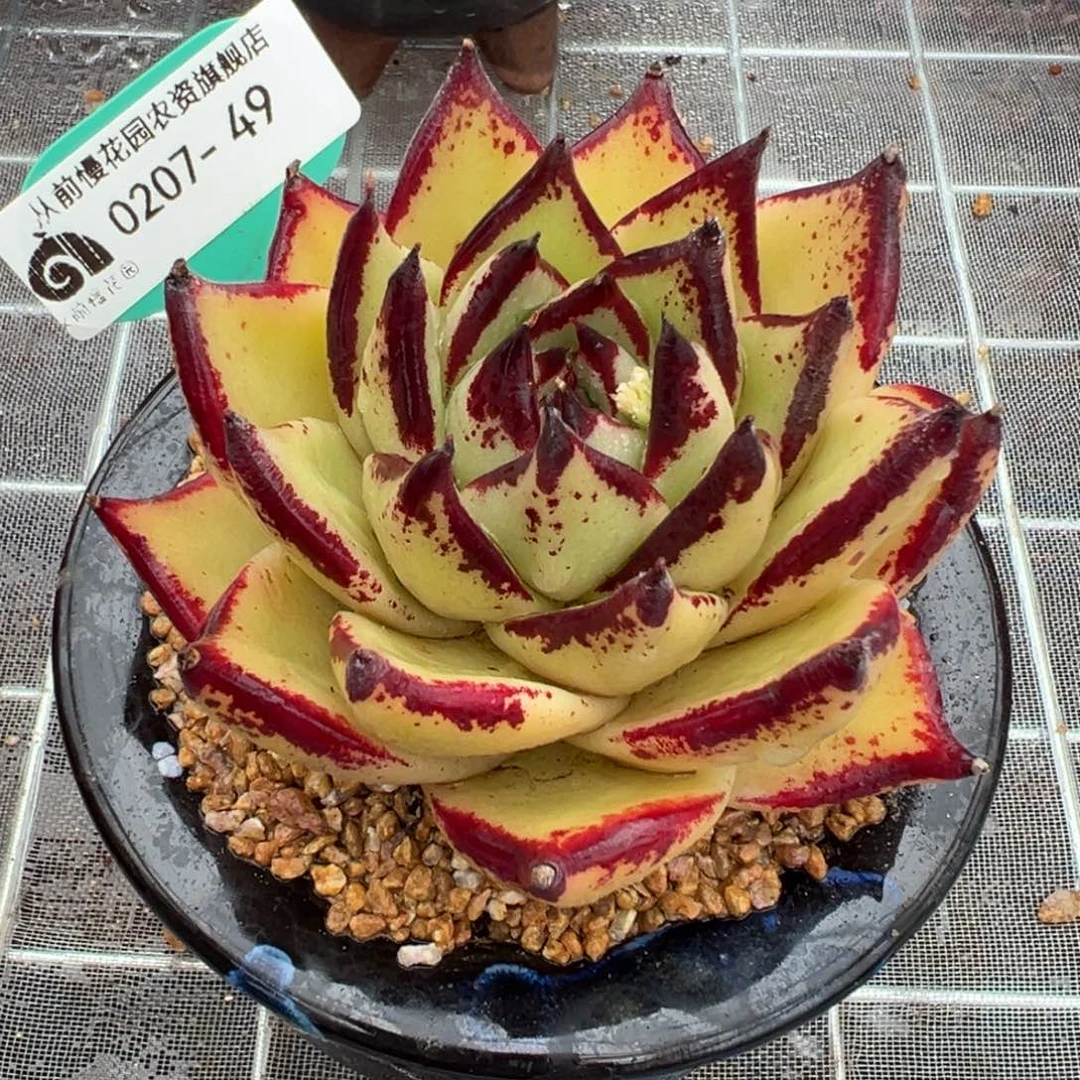 从前慢多肉精选编号0207.49