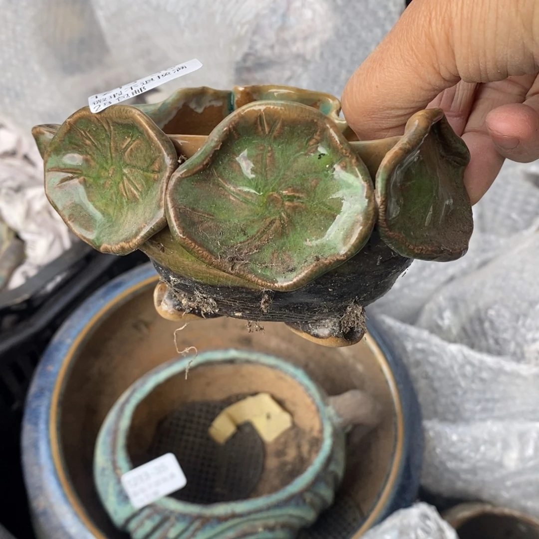 36号多肉盆口径9小可爱