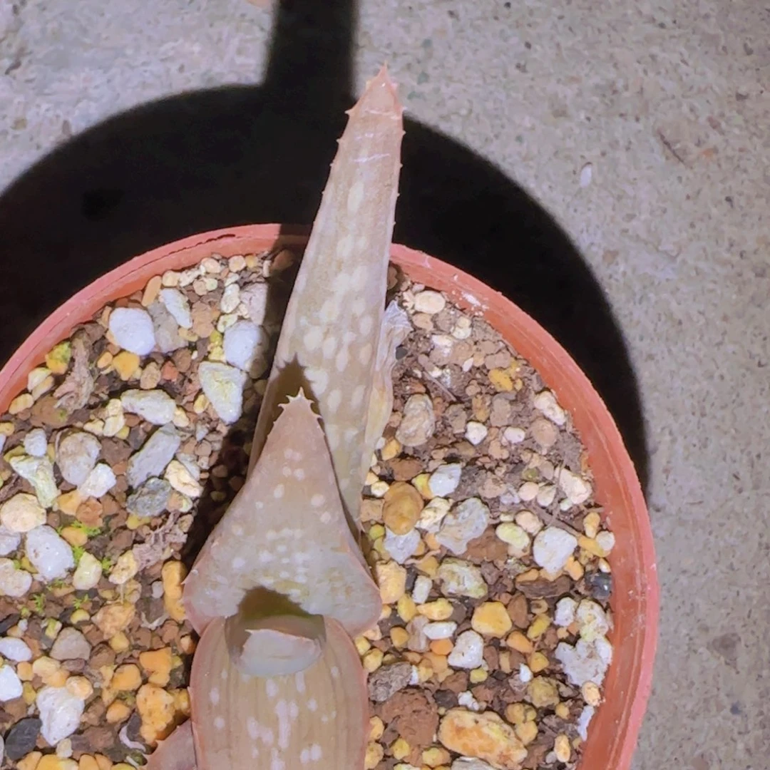 悦**?块根植物块根植物