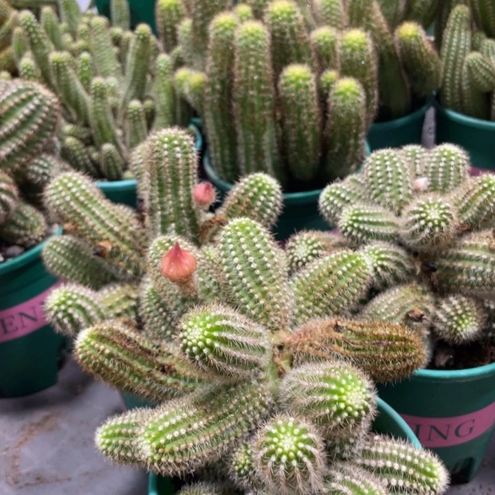 群生多头白檀吕根岛火焰