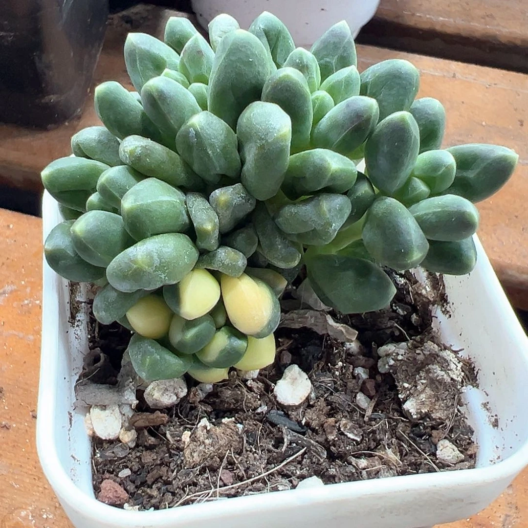 千代田之松锦 小方花圃非偏远一单包邮