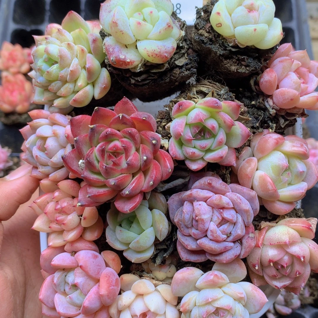 我也想要这样的一个007