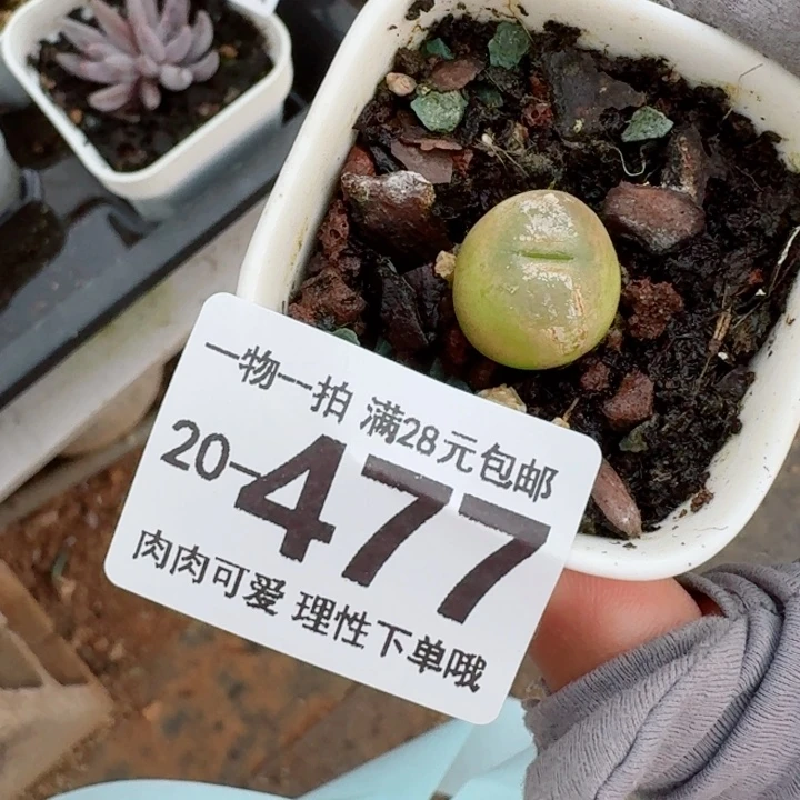 毛汉尼多肉无盆土发货无