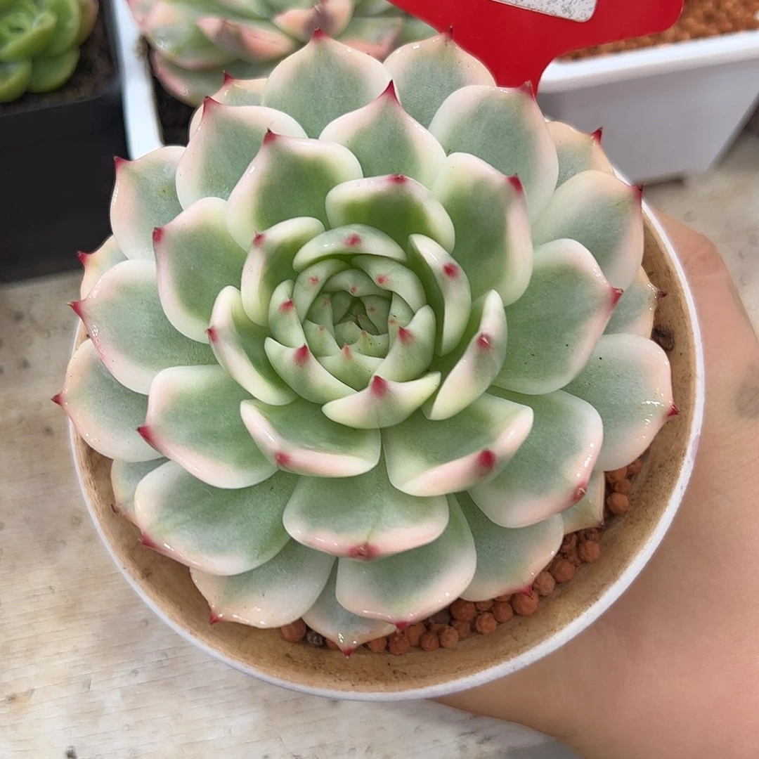 0587吉娃娃锦多肉植物